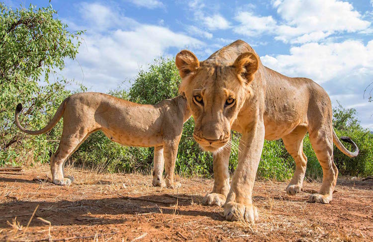 African lions staring into camera © 2014 Steve Mandel