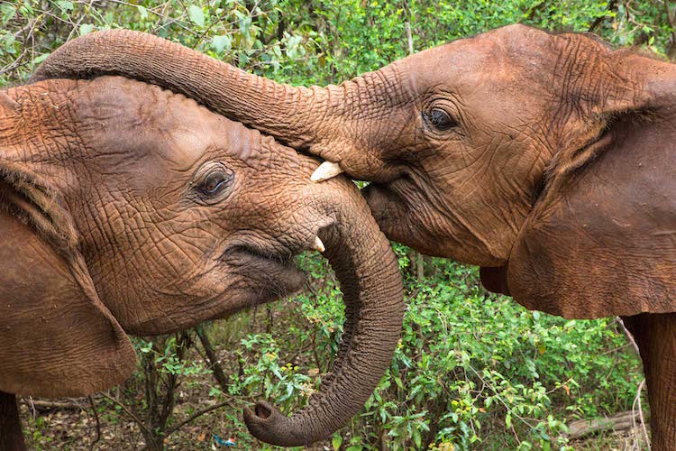 Two baby African elephants in Kenya ® 2014, Steve Mandel