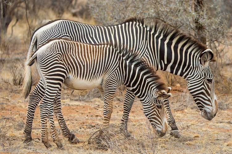 Grevy's Zebra in Kenya <su© 2014, Steve Mandel